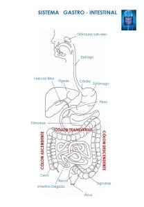 Imagem do sistema gastrointestinal